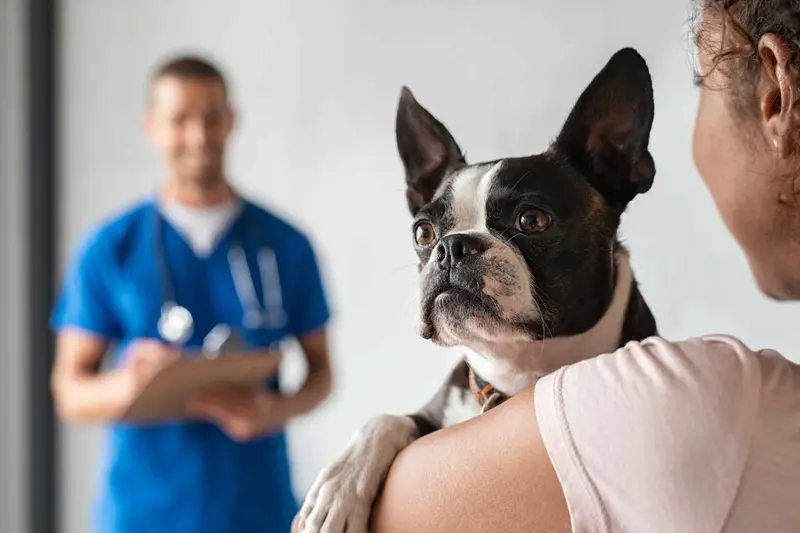 Briarwood Animal Hospital veterinary team with a patient