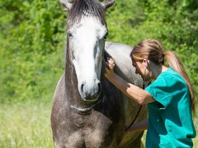Briarwood Equine Associates mobile veterinary clinic caring for a horse