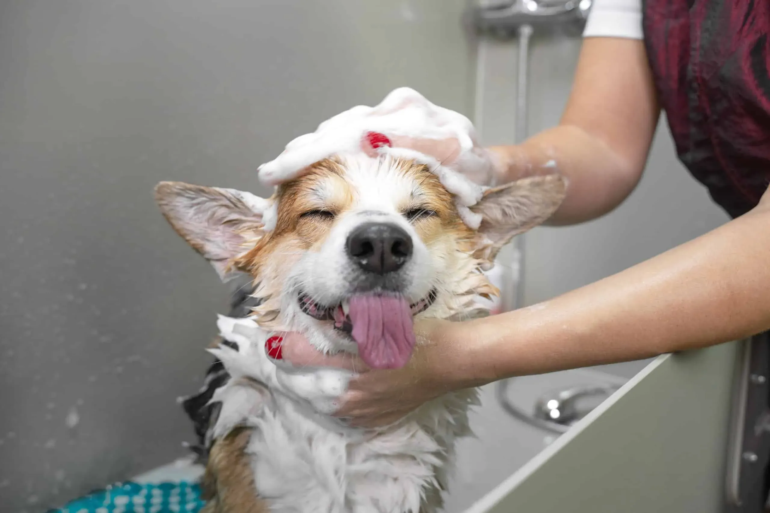 Grooming care at our Miami veterinary hospital