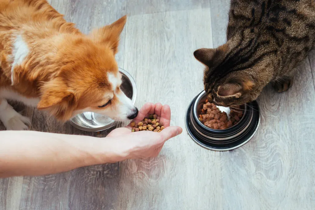 Food & Supplies care at our Miami veterinary hospital