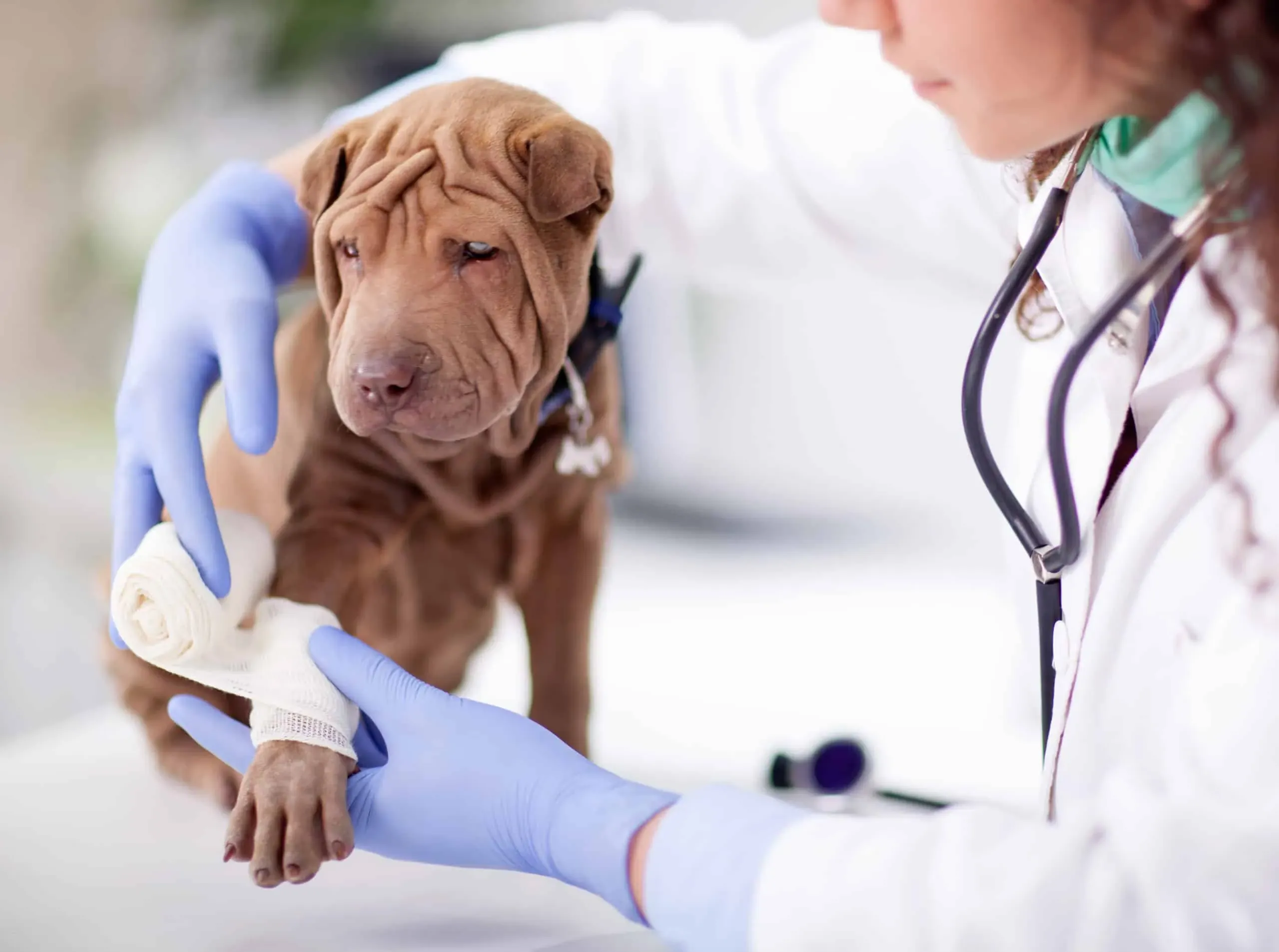 Surgery care at our Miami veterinary hospital